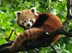 Panda červená 500 dílků - obrázek 2 - Klikněte pro zvětšení