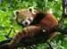 Panda červená 500 dílků 2D Puzzle;Puzzle pro dospělé - obrázek 2 - Ravensburger