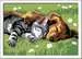 Sleeping Cats and Dogs Hobby;Schilderen op nummer - image 2 - Ravensburger