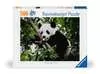 Oso panda Puzzles;Puzzle Adultos - Ravensburger