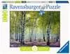 Březový les 1000 dílků 2D Puzzle;Puzzle pro dospělé - Ravensburger