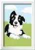 Border Collie Loisirs créatifs;Peinture - Numéro d’art - Ravensburger