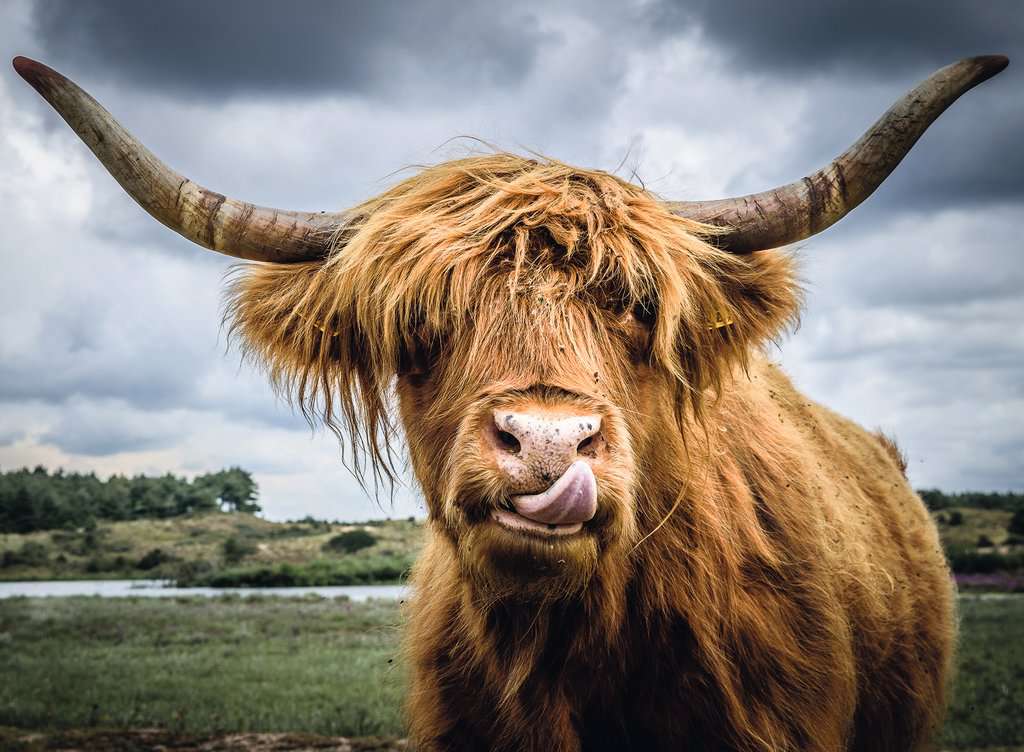 Highland Cow – HappyAK