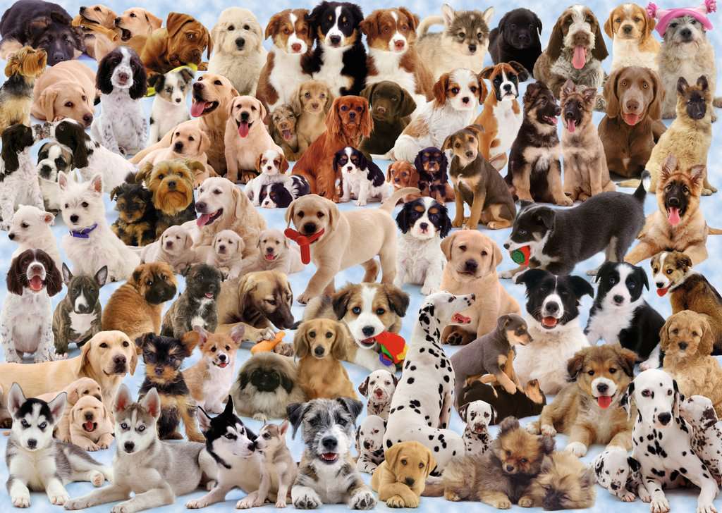 Dog's Galore!, Adult Puzzles, Jigsaw Puzzles, Products