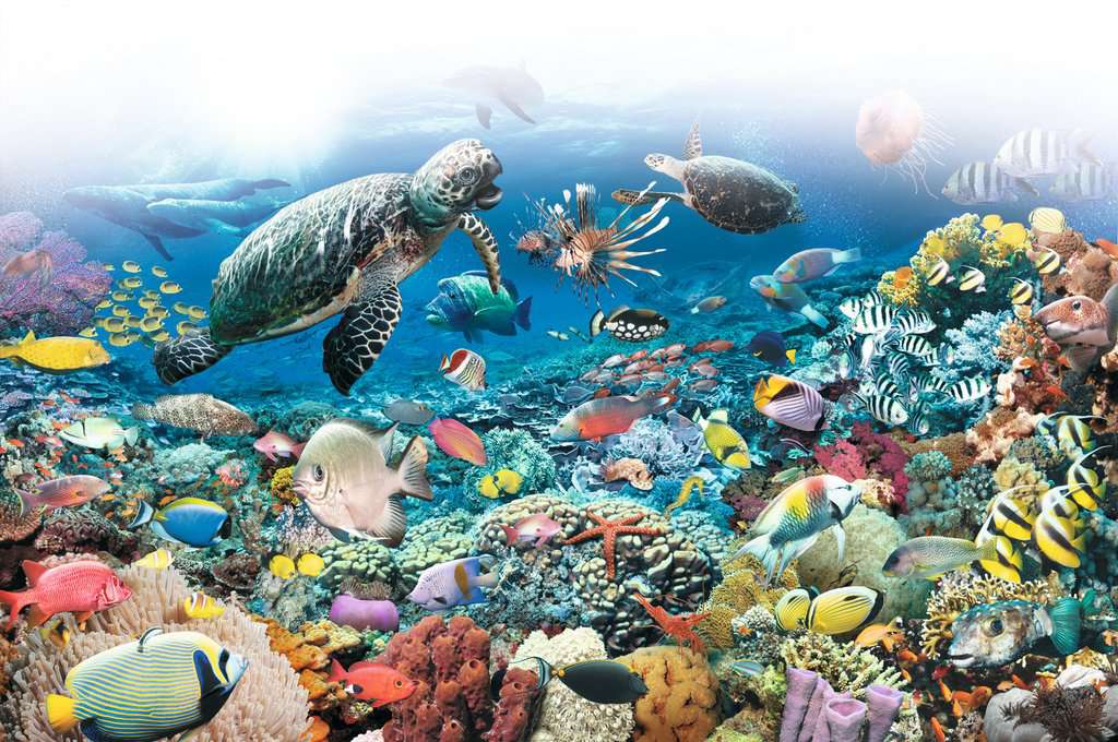 Ravensburger Underwater Tranquility 5000 Piece Puzzle – The Puzzle  Collections