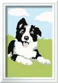 Border Collie Hobby;Schilderen op nummer - Ravensburger