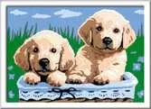 Cute Puppies Loisirs créatifs;Peinture - Numéro d’art - Ravensburger