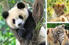 Panda, tigre e leone - imagen 2 - Haga click para ampliar