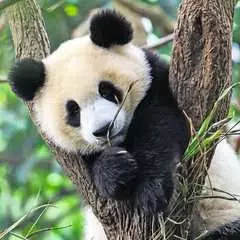 Panda, tigre e leone - imagen 4 - Haga click para ampliar