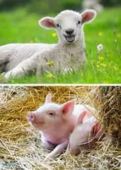 Farm Animal Babies 15p - Billede 2 - Klik for at zoome