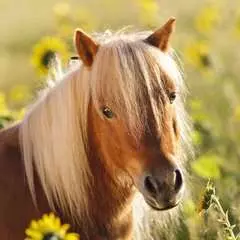 Schattige pony's - image 3 - Click to Zoom