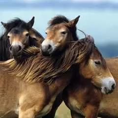 Loving Horses 3x49p - Billede 4 - Klik for at zoome