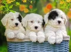 Cuddly Puppies            200p - Kuva 2 - Suurenna napsauttamalla