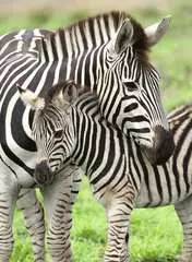 Zebra Love                300p - bild 2 - Klicka för att zooma