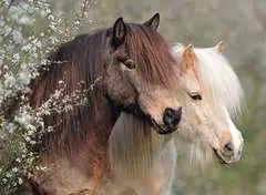 Espléndidos caballos - imagen 2 - Haga click para ampliar