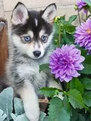 Cachorro de Husky - imagen 2 - Haga click para ampliar