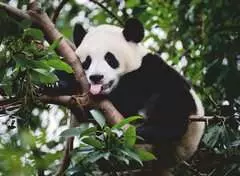 Oso panda - imagen 2 - Haga click para ampliar