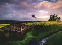 Campos de arroz en Bali - imagen 2 - Haga click para ampliar