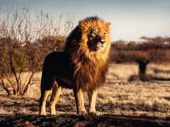 Il leone, re degli animali - imagen 2 - Haga click para ampliar