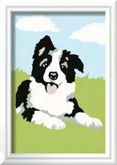 Border Collie - Image 1 - Cliquer pour agrandir