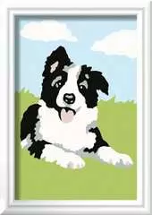 Border Collie - image 2 - Click to Zoom