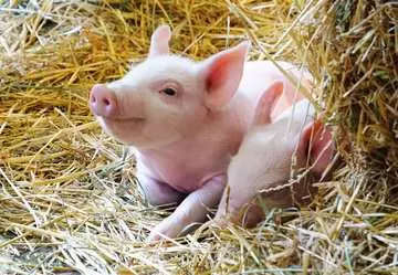 Farm Animal Babies 15p Palapelit;Lasten palapelit - Kuva 3 - Ravensburger