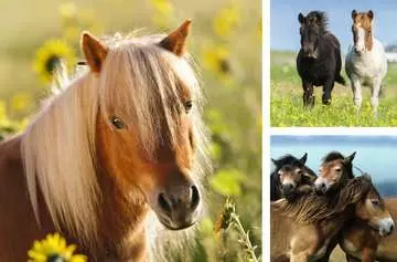 Schattige pony s Puzzels;Puzzels voor kinderen - image 2 - Ravensburger