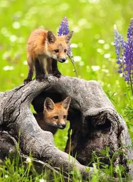 Curious Foxes Puslespill;Barnepuslespill - bilde 2 - Ravensburger