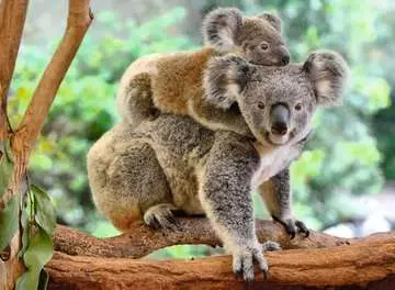 Amore di Koala Puzzle;Puzzle per Bambini - immagine 2 - Ravensburger