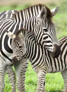 Amor de Zebra Puzzles;Puzzle Infantiles - imagen 2 - Ravensburger