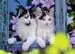 Piccoli gatti 4x100p Puzzles;Puzzle Infantiles - imagen 2 - Ravensburger