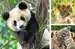 Panda, tigre e leone Puzzles;Puzzle Infantiles - imagen 2 - Ravensburger