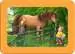 Exploring The Farm 3x6p Puslespill;Barnepuslespill - bilde 4 - Ravensburger