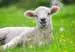Farm Animal Babies 15p Palapelit;Lasten palapelit - Kuva 2 - Ravensburger