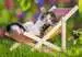 Sleepy Kittens            2x24p Puslespill;Barnepuslespill - bilde 3 - Ravensburger