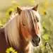 Schattige pony s Puzzels;Puzzels voor kinderen - image 3 - Ravensburger