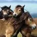 Loving Horses 3x49p Palapelit;Lasten palapelit - Kuva 4 - Ravensburger