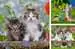 Chatons tigrés 3x49p Puzzles;Puzzles pour enfants - Image 2 - Ravensburger