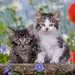 Gatitos atigrados Puzzles;Puzzle Infantiles - imagen 3 - Ravensburger