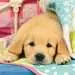 Cute Puppy Dogs Puslespill;Barnepuslespill - bilde 4 - Ravensburger