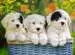 Cuddly Puppies            200p Palapelit;Lasten palapelit - Kuva 2 - Ravensburger