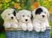 Cachorros mimosos Puzzles;Puzzle Infantiles - imagen 2 - Ravensburger