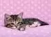 Roztomilé koťátko na růžové dece 200 dílků 2D Puzzle;Dětské puzzle - obrázek 2 - Ravensburger