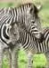 Zebra Love                300p Palapelit;Lasten palapelit - Kuva 2 - Ravensburger