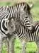 Amor de Zebra Puzzles;Puzzle Infantiles - imagen 2 - Ravensburger