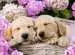 Labrador sognanti Puzzle;Puzzle per Bambini - immagine 2 - Ravensburger