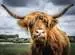 Highland Cattle           300p Jigsaw Puzzles;Adult Puzzles - image 2 - Ravensburger