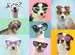 Dog Photo Puzzels;Puzzels voor kinderen - image 2 - Ravensburger