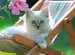 Gatito blanco Puzzles;Puzzle Infantiles - imagen 2 - Ravensburger