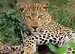 Exotic Animals Selfie 100p Pussel;Barnpussel - bild 2 - Ravensburger